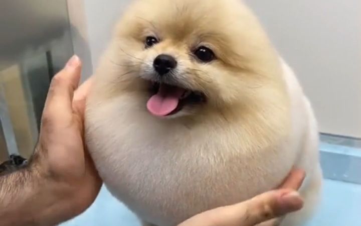 修狗勾的美容时间~ 大家都乖乖配合,时不时还要卖个萌截图