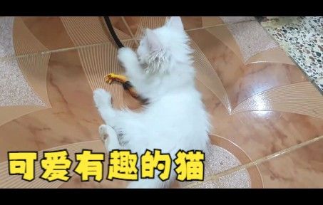 猫的娱乐视频截图
