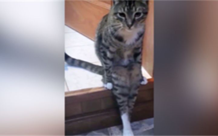 哪有猫这么坐着的?截图