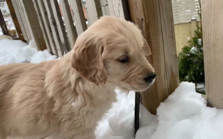 可爱的金毛猎犬小狗！治愈你截图