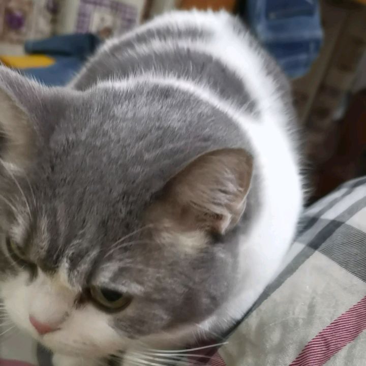阳了之后,变化最大的是我的猫截图